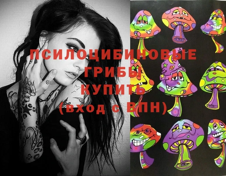 где можно купить   Баймак  Псилоцибиновые грибы Psilocybe 